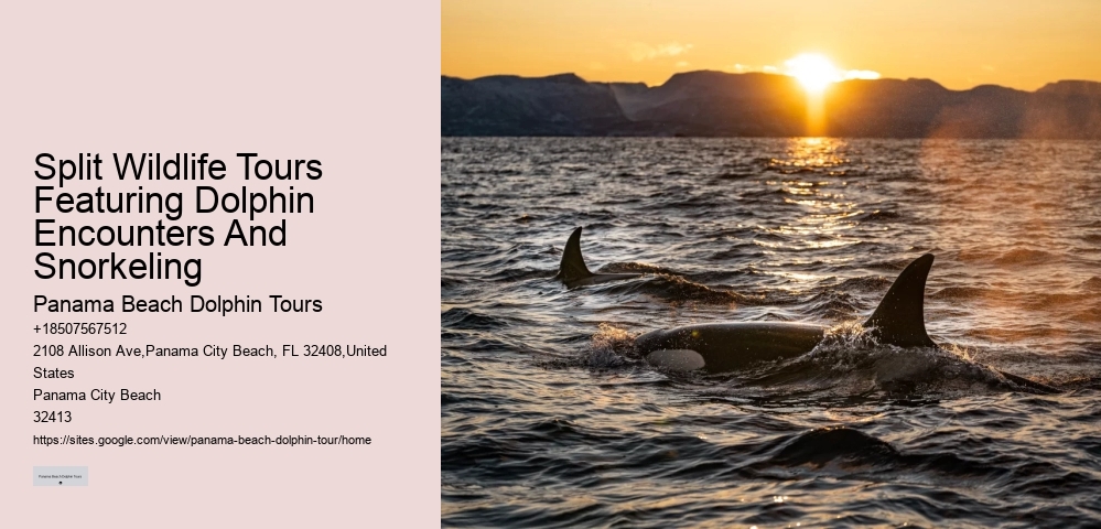 PCB Dolphin Exploration Voyages