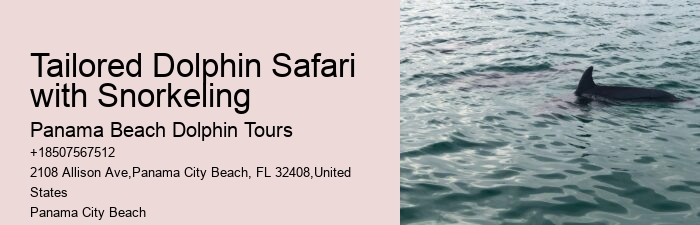 Panama City Beach dolphin discovery experiences