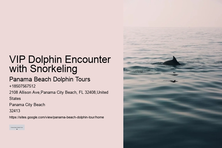 Panama City Beach Dolphin Swim Adventure