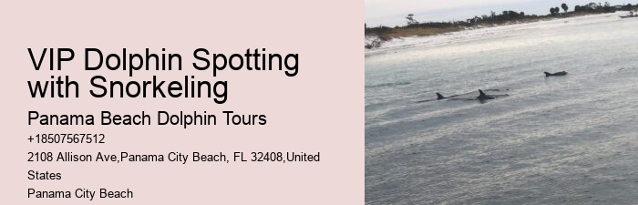 Dolphin sightseeing in Panama City Beach