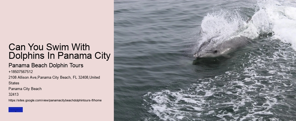 Dolphin Tours In Panama City Beach
