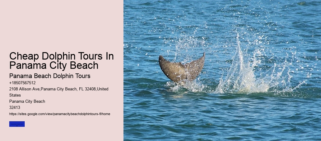 Best Time For Dolphin Watching