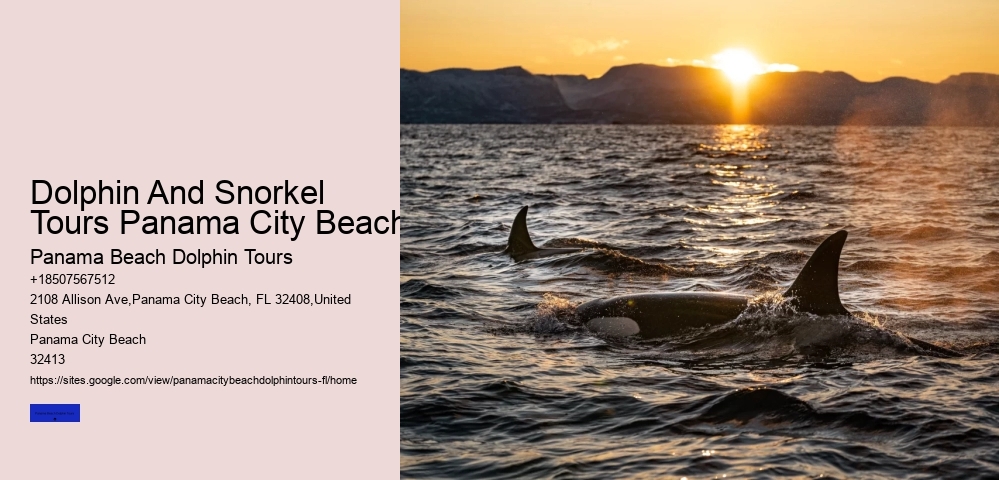 Dolphin & Whale Watching In Panama City Beach