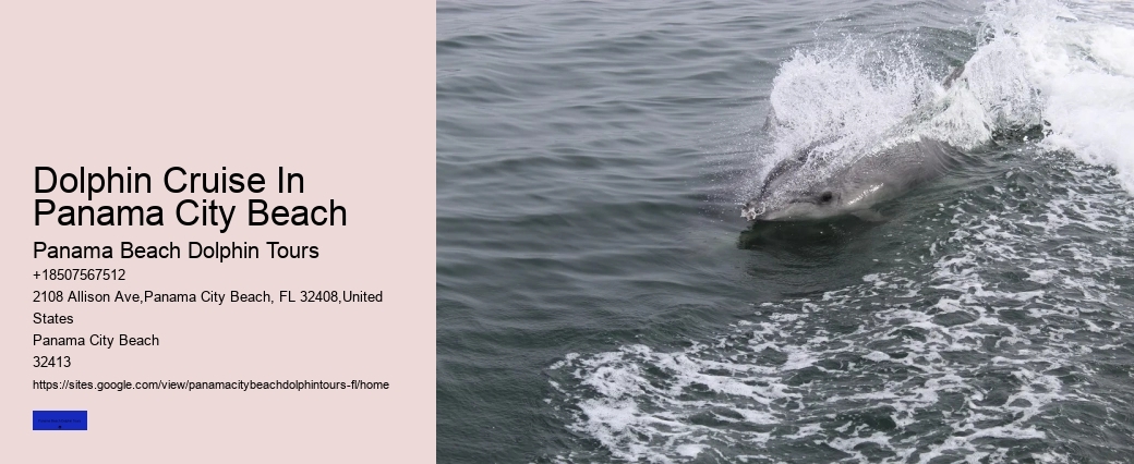 What To Do If A Dolphin Is Stranded On A Beach