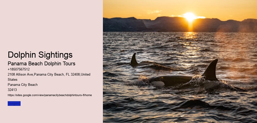 Dolphin And Snorkeling Tours In Panama City Beach