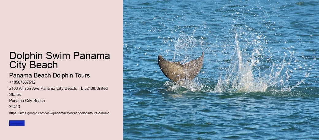 Dolphin Sightseeing Tour Panama City Beach