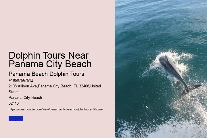 About Shell Island & Dolphins