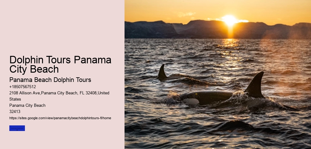 Panama City Beach Florida Dolphin Tours