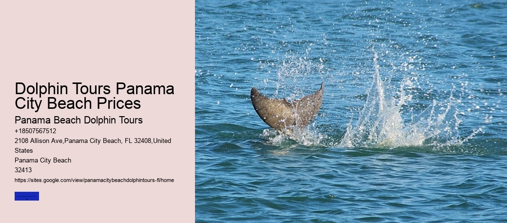 Dolphin Swim Tours Panama City Beach