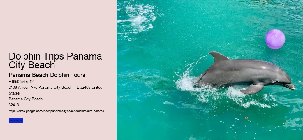 Dolphin Watching