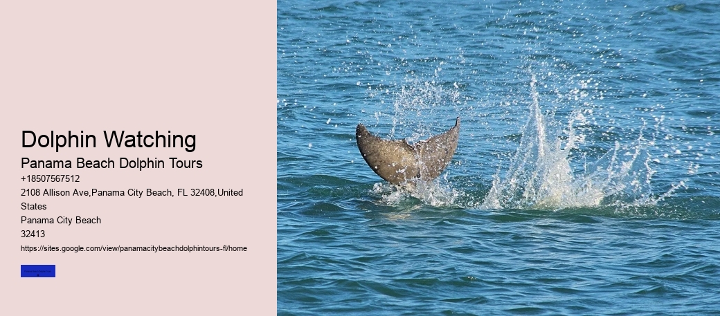 What Is The Best Time For Dolphin Tours