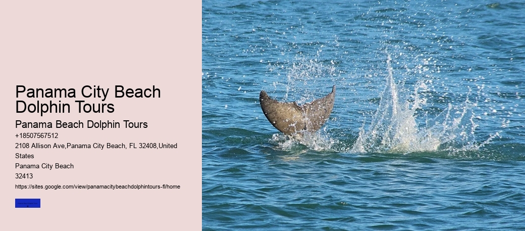 Panama City Beach Dolphin Tours & More Reviews