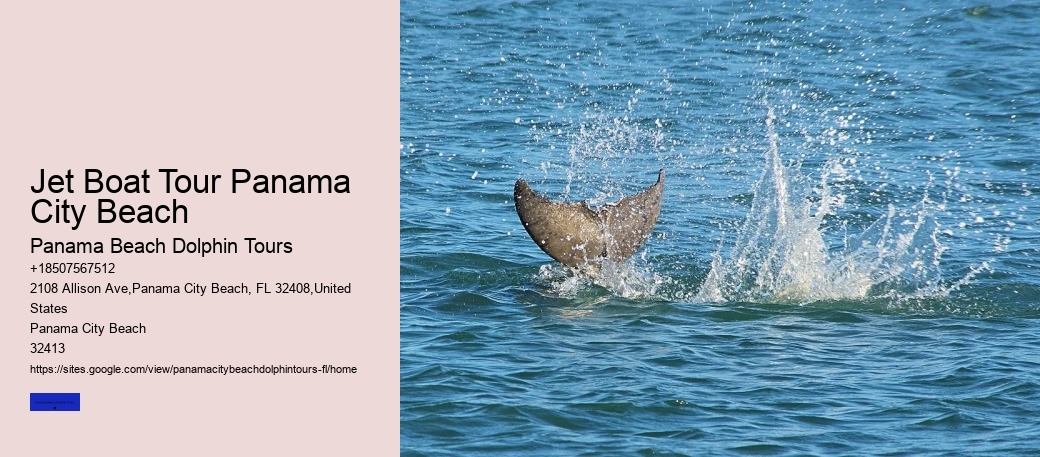 Panama City Beach Dolphin Swim