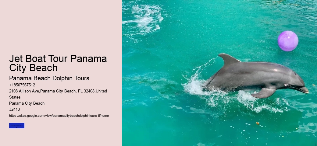 Dolphin Tours
