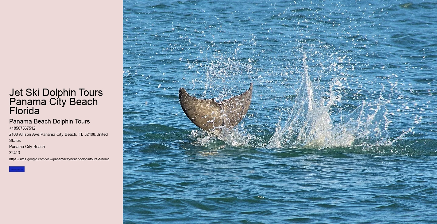 Where Is The Best Place To Swim With Wild Dolphins