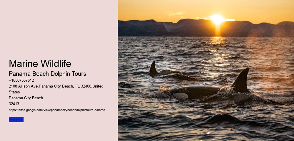 Best Beach Dolphin Tours Panama City