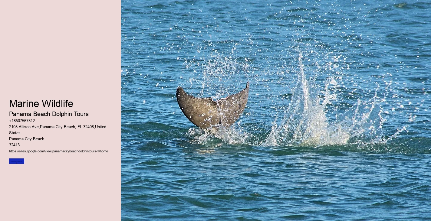 Wild Dolphin Tours