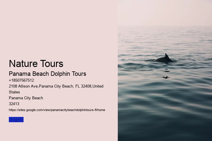 What Month Do Dolphins Have Babies