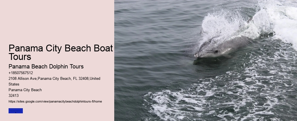What Is The Dark Truth About Dolphins