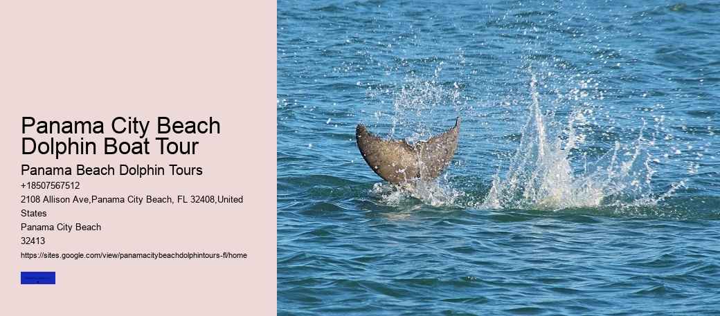 Panama City Beach Dolphin Boat Tour