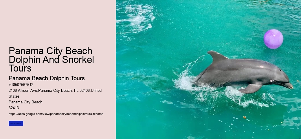 What Month Are Dolphins Most Active In Florida