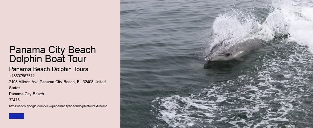 How To Spot Dolphins From Shore Or At Sea