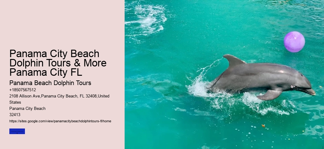 Can I Swim With Dolphins In Panama City