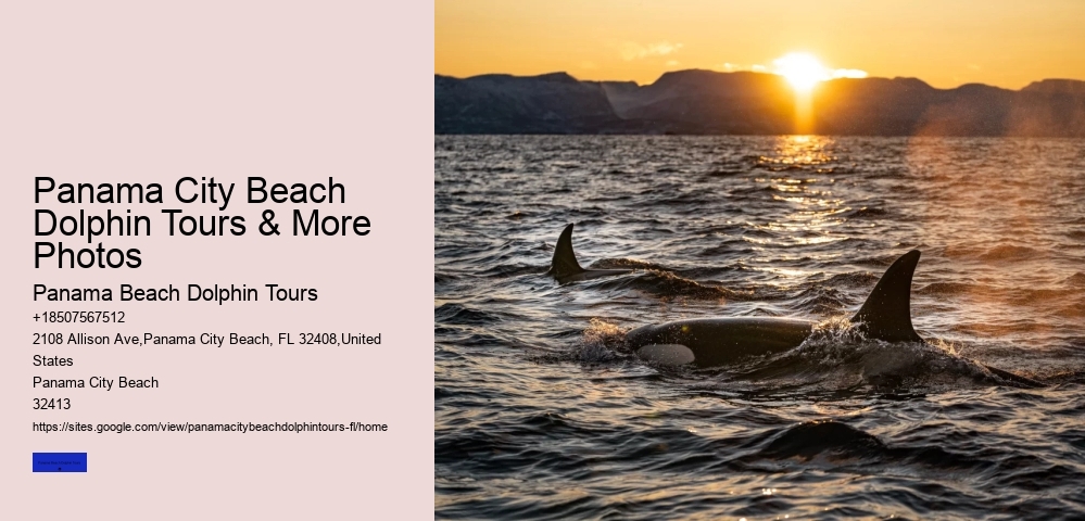 What Is The Best Time Of The Day To See Dolphins
