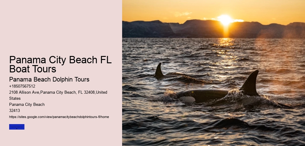 Waverunner Dolphin Tours Near Me