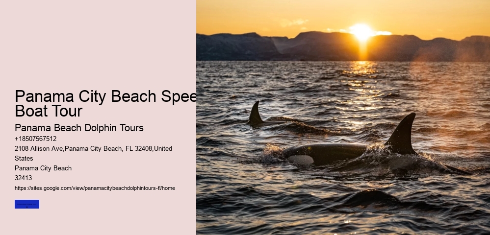 Do Dolphins Swim Humans To Shore