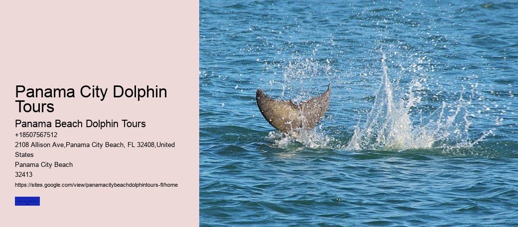 Tips And Advice For Swimming With Dolphins