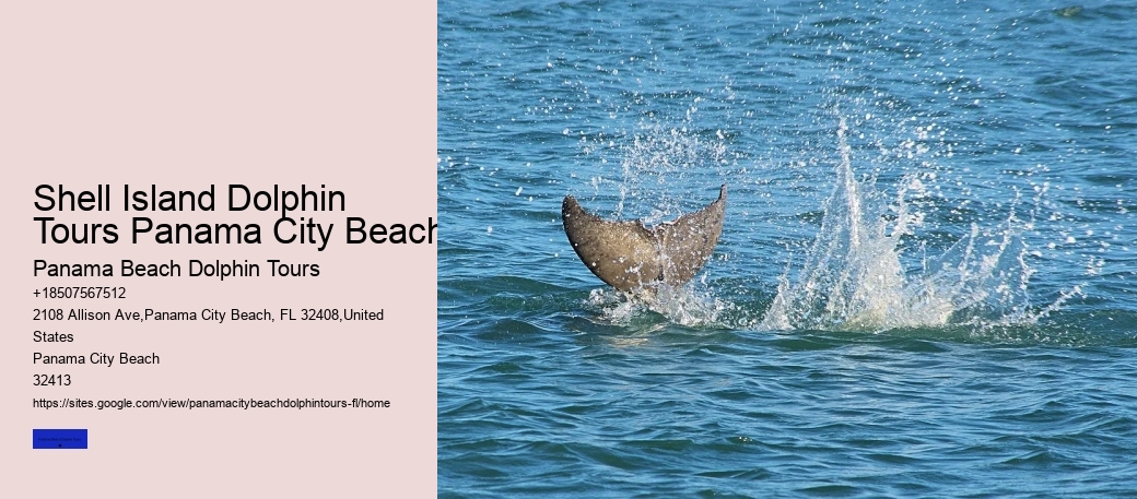 Dolphin Swim In Panama City Beach FL