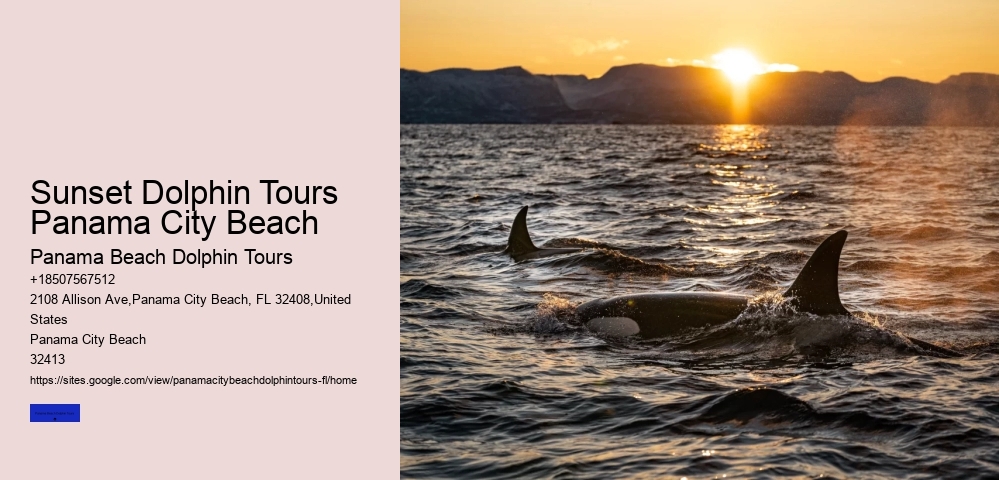Beach Dolphin Tours Panama City Cost